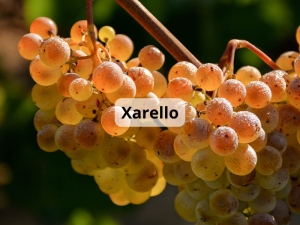Xarello (800 x 600 px)